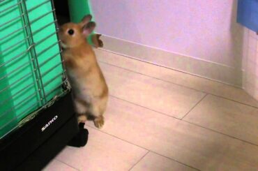 Jumping Cute Bunny Rabbit!! Netherland Dwarf