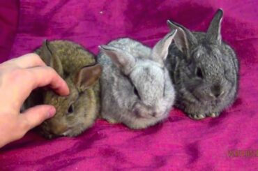 3 Cute Baby Bunny Rabbits