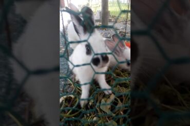 my cute little rabbit , i love u baby , but they don't care😜😆😜