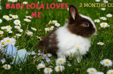 Lola loving me | baby rabbit reciprocating the love | baby bunny is so much loving