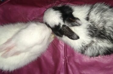 Baby rabbits eating and then heading to sleep | 1 month old baby rabbits
