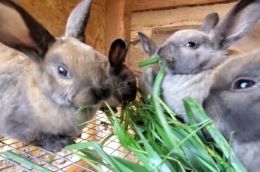 Raising Meat Rabbits - What You Can And Can't Feed A Rabbit
