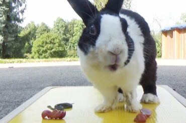 Rabbit eating with snake ASMR