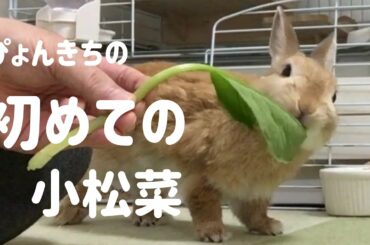 【うさぎ】かわいいぴょんきち 初めての小松菜 Cute rabbit eat leaf for the first time #7
