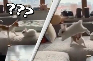 Chihuahua dog chasing BABY RABBIT on sofa