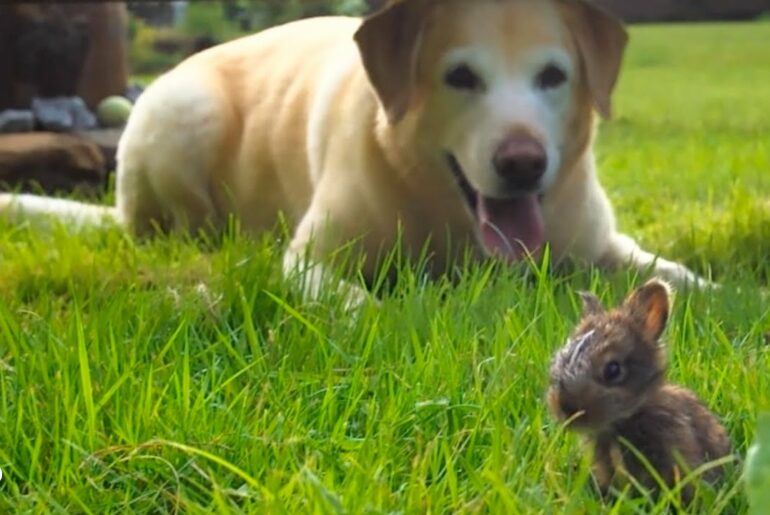 Dog Is Completely Convinced This Bunny Is A Puppy | The Dodo