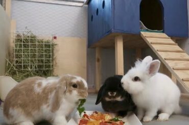 CUSTOM INDOOR RABBIT HUTCH DIY