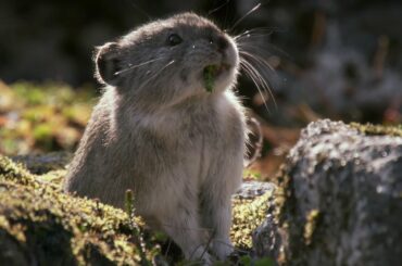 Collared Pika Prepares For Winter | Wild Alaska | BBC