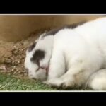 The cutest bunny awesome compilation || 2019