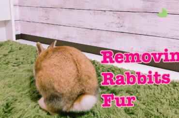 Just removing rabbits fur!!【bunny】【adorable cute animals】