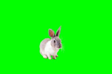 Cute Rabbit in green screen