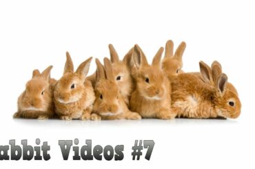 Funny And Cute Bunny Videos Compilation #7