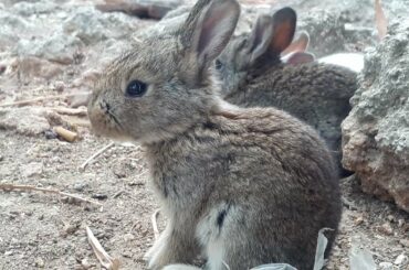 Bayi kelinci mulai keluar sarang mencari makan