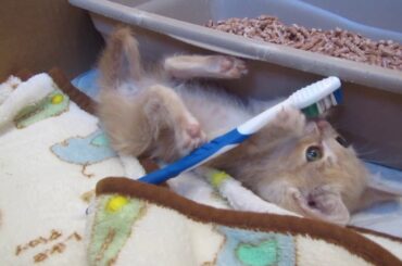 Baby Kitten Plays with Toothbrush