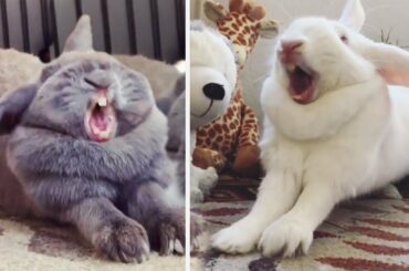 Sleepiest funny bunny just got a cute friend | Bored Panda Animals