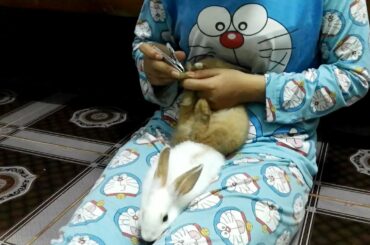 TAKE CARE MY BUNNY TRIMMING NAILS - CUTE RABBITS TATA AND BUNNY
