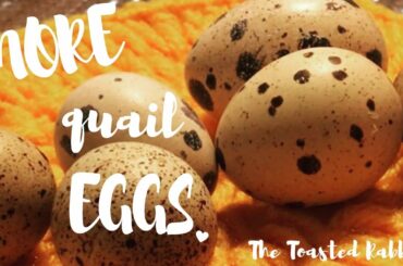 Raising a Cute Quartet of Quail | The Toasted Rabbit | Vlog #27