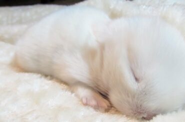 Adorable Baby Bunny Can't Stay Awake!