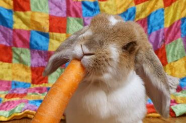 This sweet rescued bunny loves carrots!!