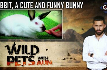 Rabbit, A cute and funny bunny | Wild Pets Show - 20th July 2019