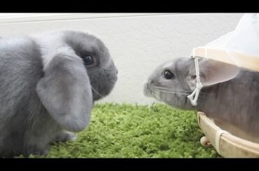 Chinchilla x Bunny!  CUTE Factor: 9001!