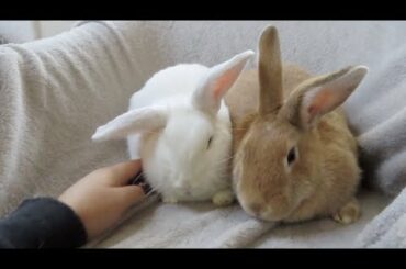 3 More Bunnies Go To Their New Homes!