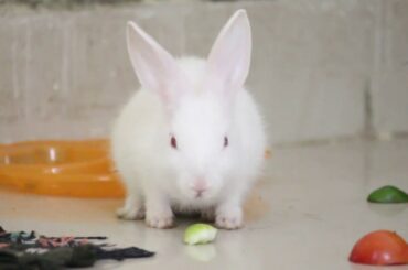 Cute Rabbits Eating Tomato || Bunny Rabbit Eating Cucumber || Cute Animals Videos || Pets Life