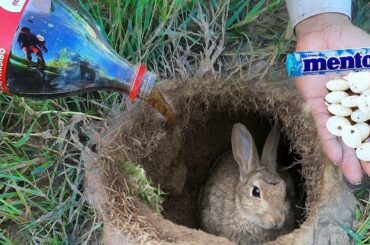 Amazing Technology  Coca Cola & Cool Air Catch a Cute Rabbit in Underground Hole