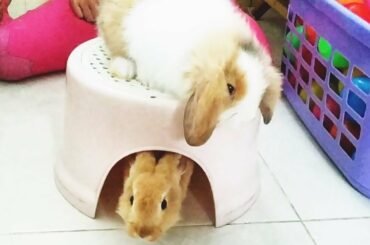 Anak Kelinci Lucu & Imut | Cute & Funny Bunny |可爱又有趣的兔子