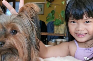 Cute little devil or bunny? | Anna Yorkie