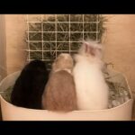 The PERFECT Litter Box & Hay Rack for Rabbits Vlog