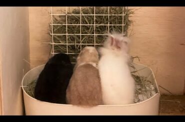 The PERFECT Litter Box & Hay Rack for Rabbits Vlog
