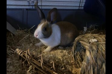 Cute Bunny Shot on iPhone 11 Pro