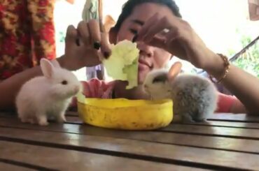 LOVELY SMART GIRL PLAYING CUTE RABBITS AT HOME HOW TO PLAY WITH RABBITS & FEED BABY RABBITS #4