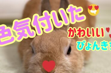 【うさぎ】かわいいぴょんきちが色気づく！？ cute rabbit notice color #8