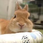 Cute Bunny and funny