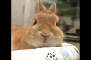 Cute Bunny and funny