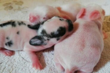 ADORABLES baby BUNNIES , CUTE rabbits. BEBES conejitos. 💕💕💕