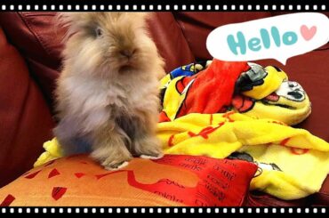 How to jump Lionhead rabbit ! My Pudding | funny baby rabbit dancing | cute pet pet || NEW HD