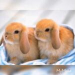 Cute bunny"s