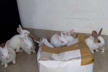 super cute baby bunnies playing together.