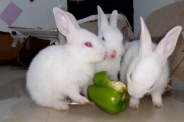 must watch babies eating vegetable, the cutest bunny babies