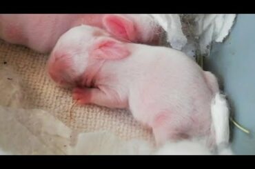 CONEJOS BEBES gazapos de cuatro dias, cute bunies, baby rabbits.