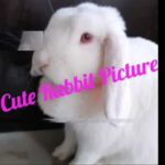 CUTE Rabbit Pictures | Compilation