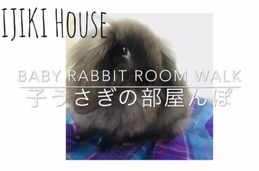 【アメファジ】子うさぎの部屋んぽ/Baby rabbit room walk
