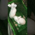 Rabbit cute funny video