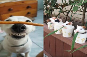 Cute Baby Animals Videos Compilation Cute Moment Of The Animals - Cute Puppies #14