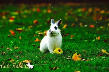🐇 Rabbit | Cute & Beautiful Rabbit