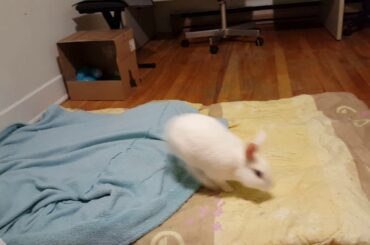 CRAZY & CUTE BUNNY JUMPING FROM HAPPINESS (SO FUNNY)