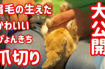 【うさぎ】かわいいぴょんきちの爪切り公開！ Cute rabbit nail clippers #9